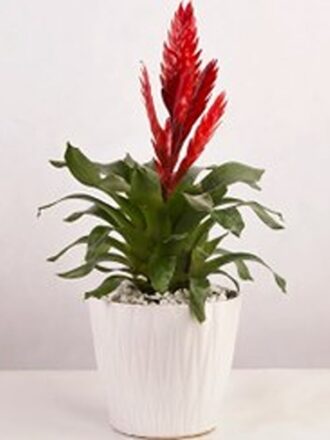 گیاه آپارتمانی ورزیا دوالیانا (Vriesea duvaliana)