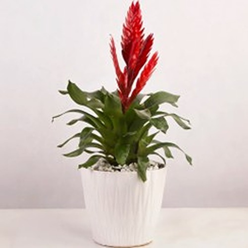 گیاه آپارتمانی ورزیا دوالیانا (Vriesea duvaliana)